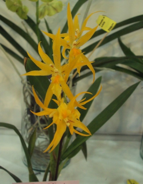 Brassada Mivada m..jpg