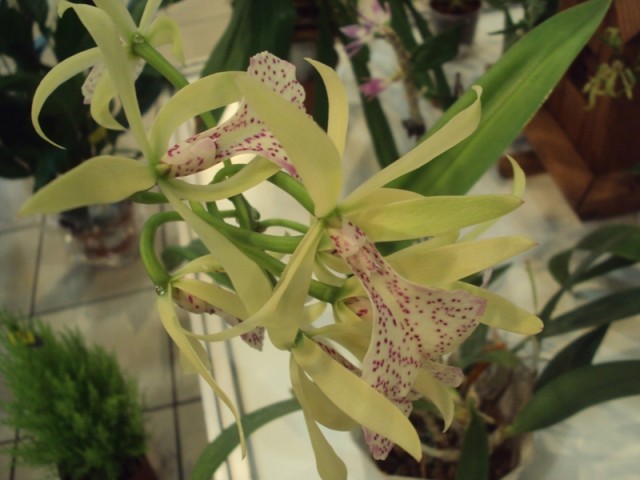 BRASSOCATTLEYA BINOSA m..jpg