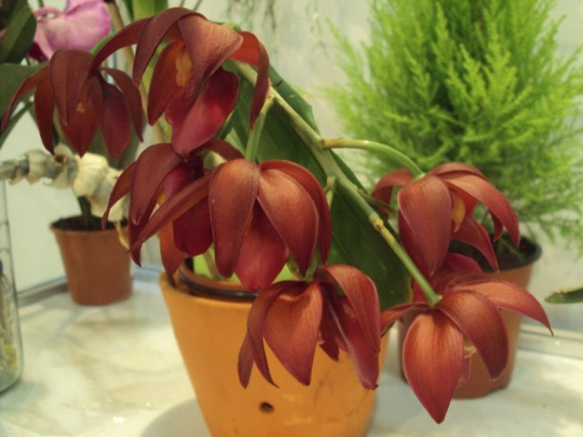 CYCNODES WINE DELIGHT m1..jpg