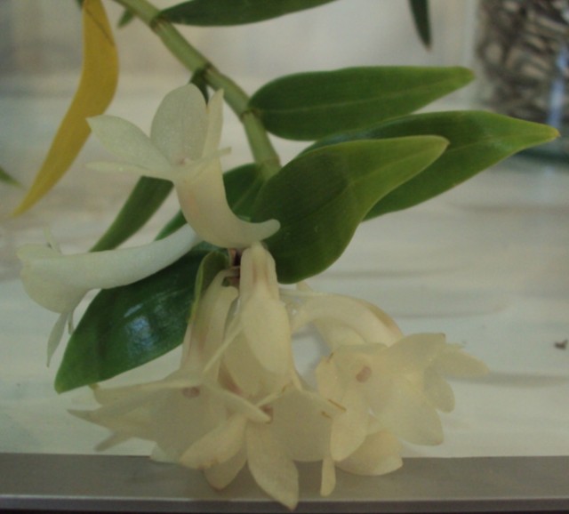 Dendrobium aphenochilum.jpg