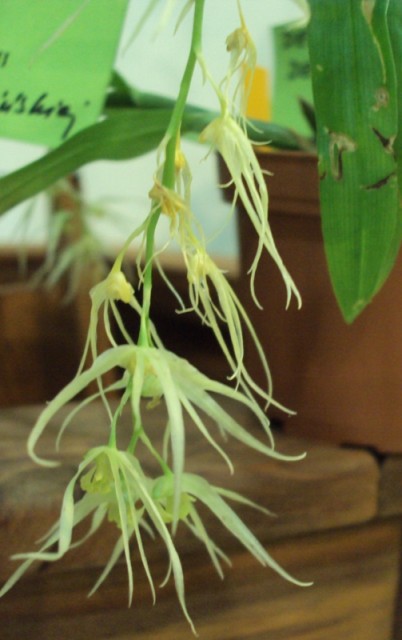 DENDROBIUM DENUDANS 1m..jpg