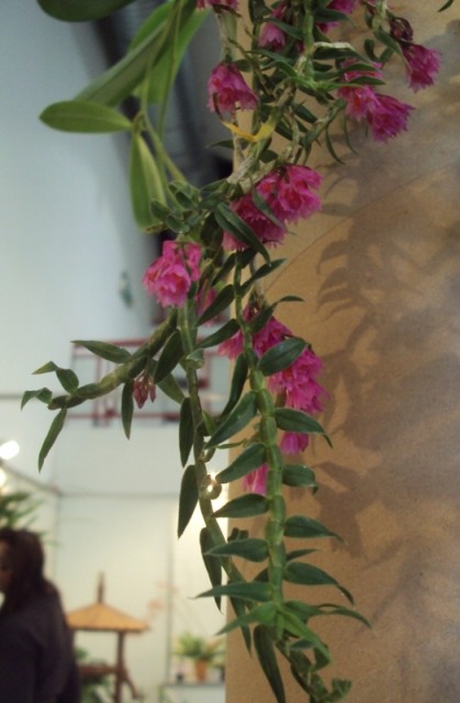 DENDROBIUM DICHAEOIDES m..jpg
