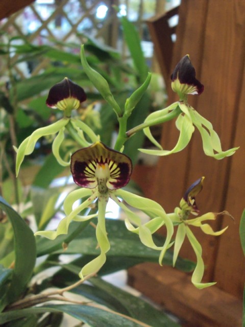 Encyclia cochelata m..jpg