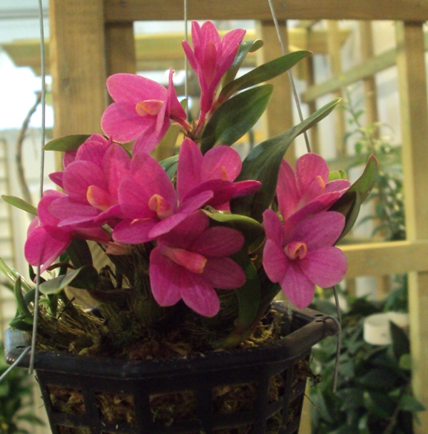 Dendrobium latufolium5 m..jpg