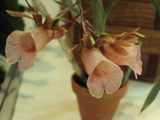 GALEANDRA BAUERI 1 m..jpg