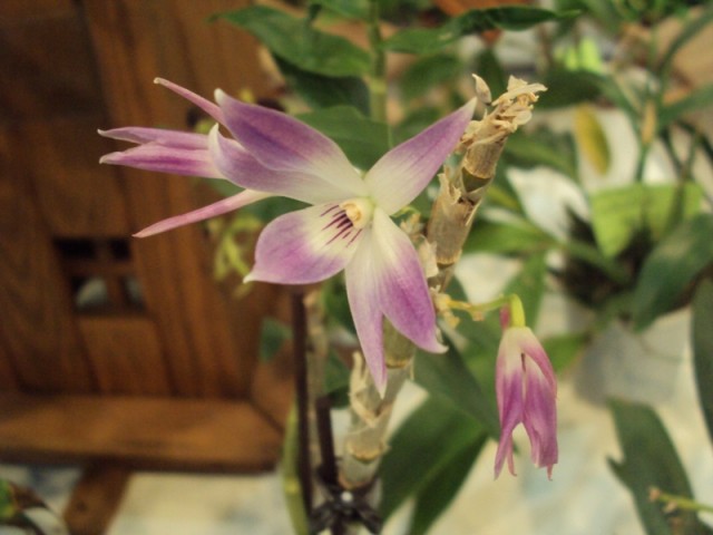 DENDROBIUM VICTORIA REGINAE m..jpg