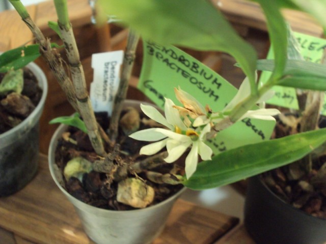 DENDROBIUM BRACTEOSUM m..jpg