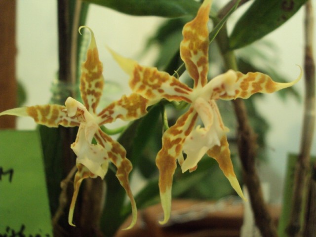ODONTOCIDIUM CROCIPTERUM 1m..jpg