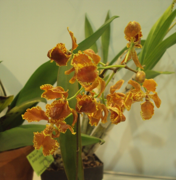 ONCIDIUM FORBESII 1m..jpg