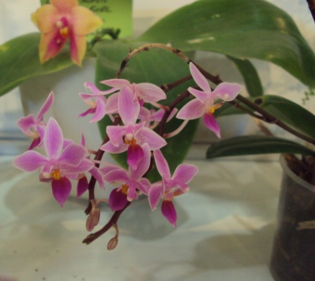 Phalenopsis equestris m..jpg