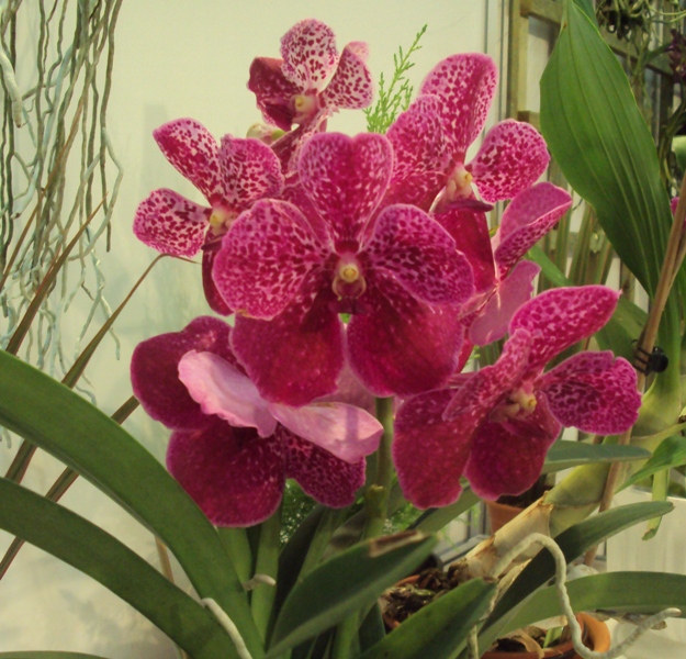 Vanda hybr. m..jpg