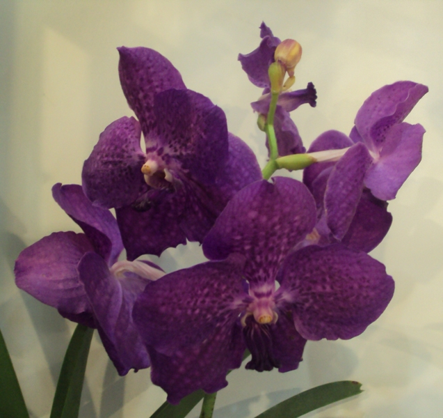 Vanda hybr. mały.jpg