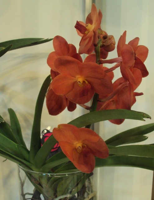 Vanda hybr. p m..jpg