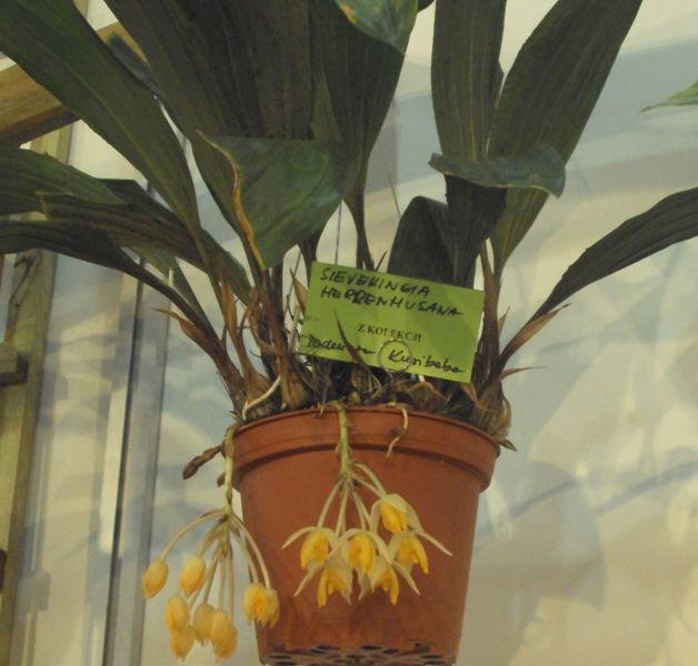 SIEVEKINGIA HERENHUSANA m..jpg