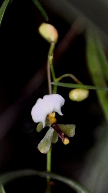 Sigmatostalix radicans - Kopia.jpg