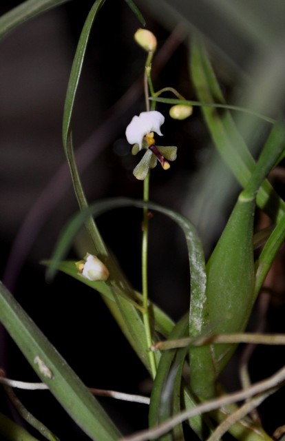 Sigmatostalix radicans.jpg