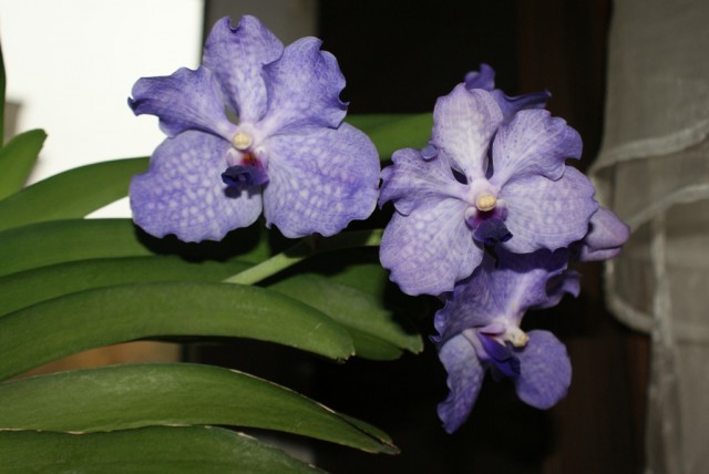 Vanda 2.JPG