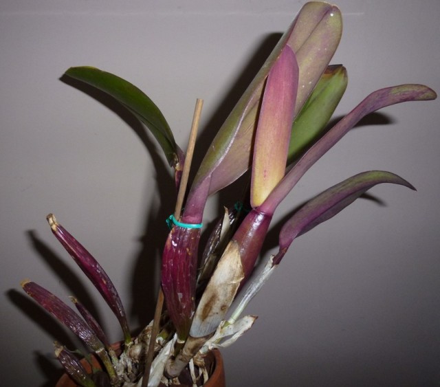 P1030712.JPG (126.99 KiB) Przeglądane 8459 razy P1030712.JPG