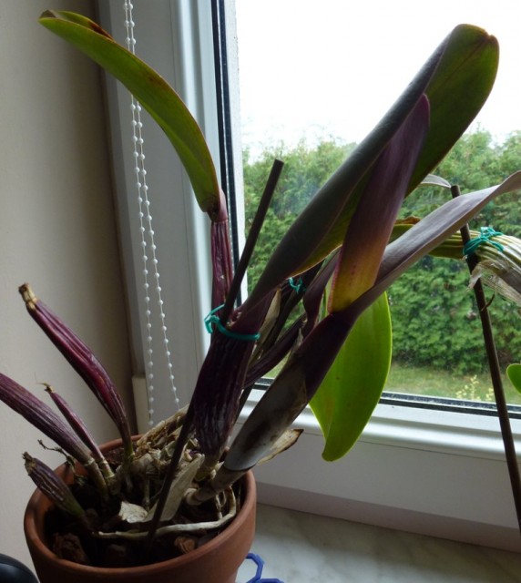 P1030716.JPG (142.59 KiB) Przeglądane 8459 razy P1030716.JPG