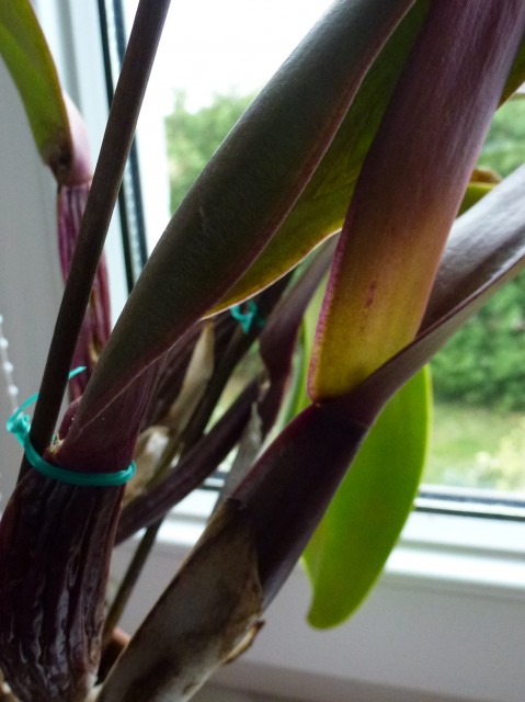 P1030717.JPG (836.16 KiB) Przeglądane 8579 razy P1030717.JPG