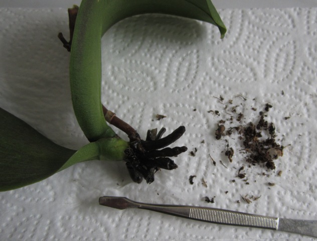 Oczyszczone korzenie przed wymyciem .jpg