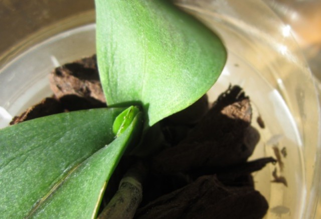 Nowy listek po 2 tydodniach.jpg