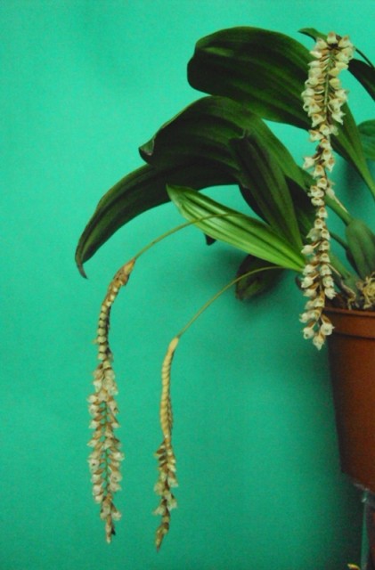 Pcholidota conchoidea 5 m.jpg