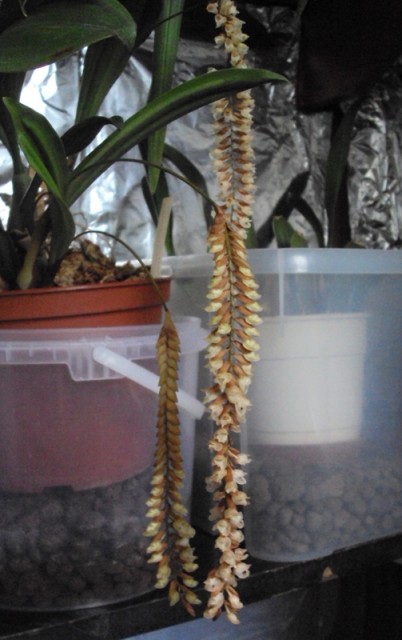 Pcholidota conchoidea 1 m.jpg