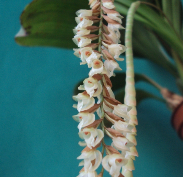 Pcholidota conchoidea 8 m.jpg