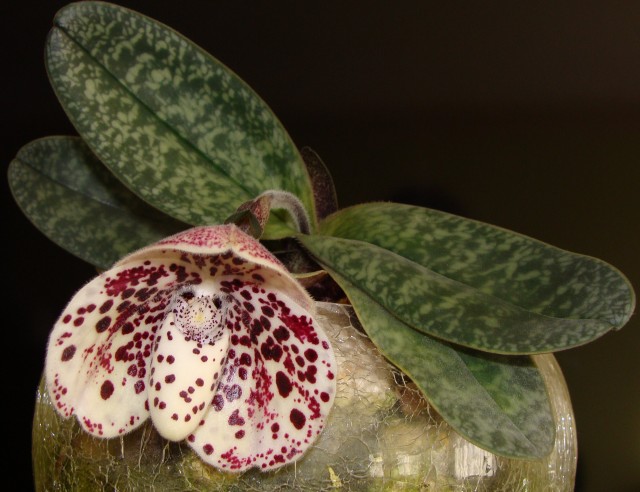 paphiopedilum bellatulum.JPG