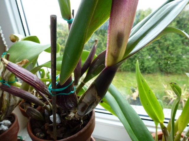 P1000647 - Kopia.JPG