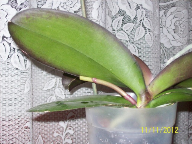 102_0414 (Kopiowanie).JPG