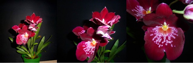 Miltonia.jpg