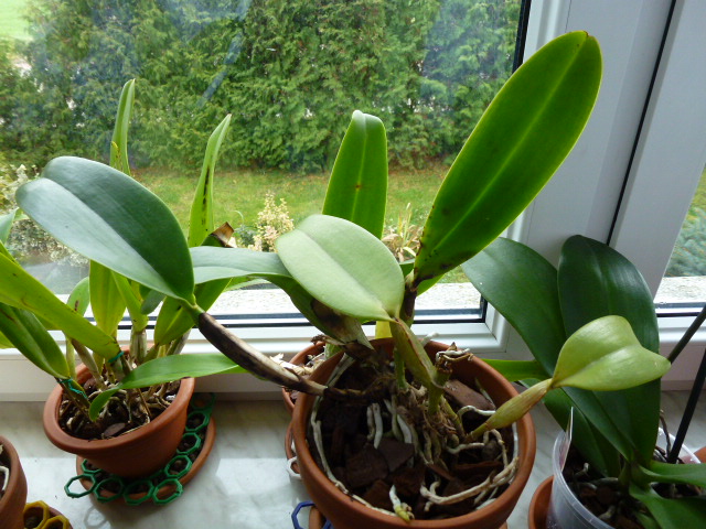 wygląd całej rośliny.JPG