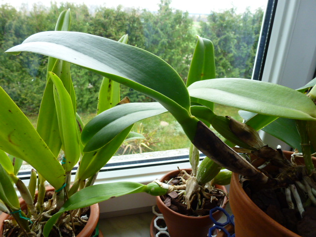 Tegoroczna psb, za nią ubegłoroczna.JPG