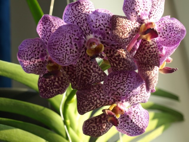 vanda 1.JPG