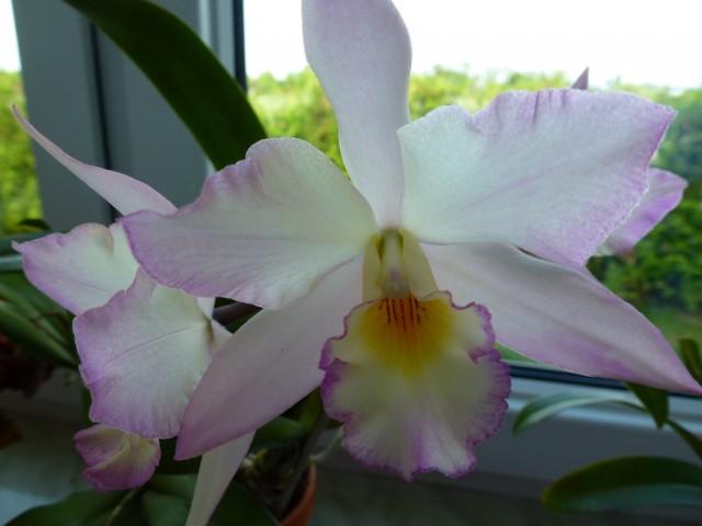 kwiaty z czasem bledną.jpg