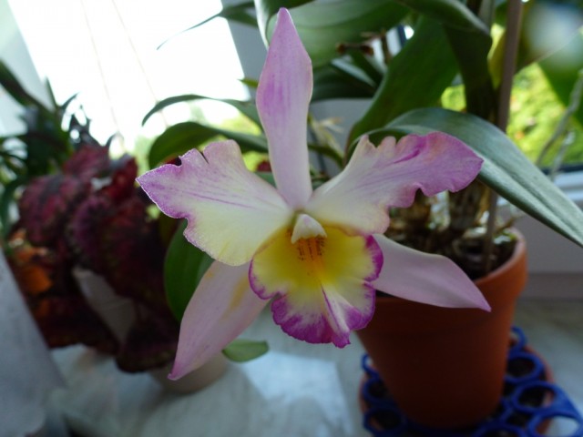 najmłodszy kwiat.jpg