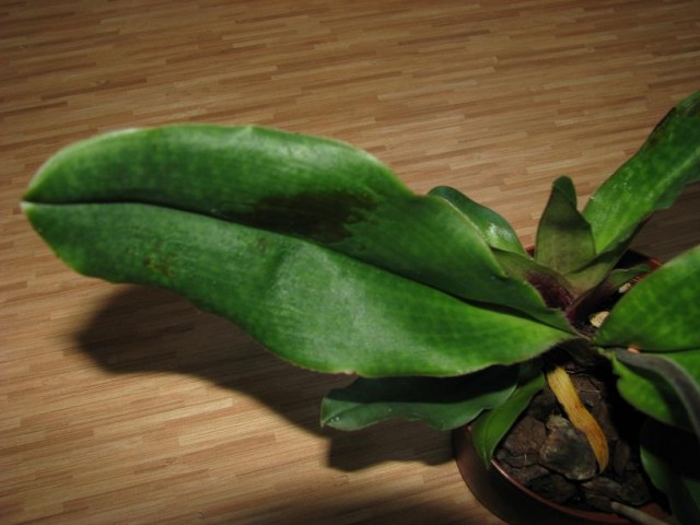 paph hybr 02.JPG