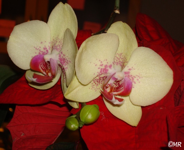 Phalenopsis 17.12.12.jpg