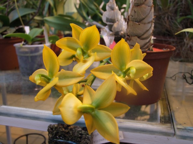 Cycnoches Jumbo Puff Taioung.jpg