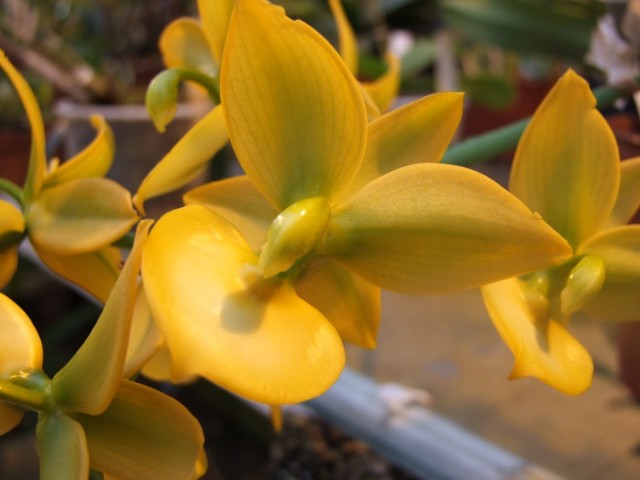 Cycnoches Jumbo Puff Taioung...jpg