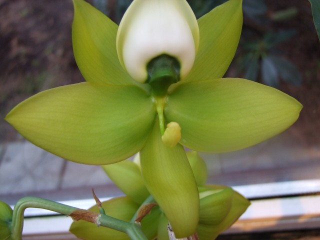 Cycnoches chlorochilon.jpg