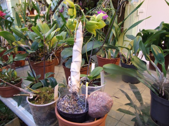 Cycnoches chlorochilon,.jpg