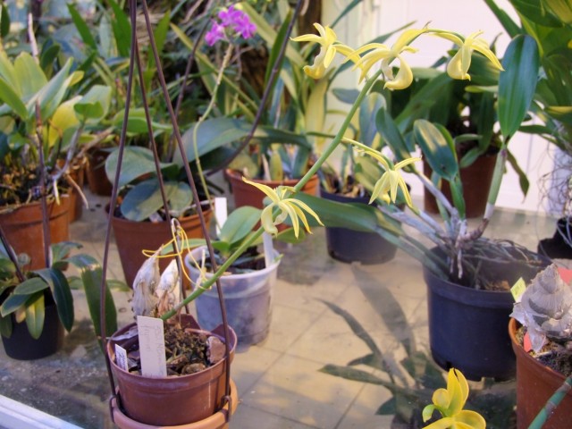 Mormodes frymirei.jpg