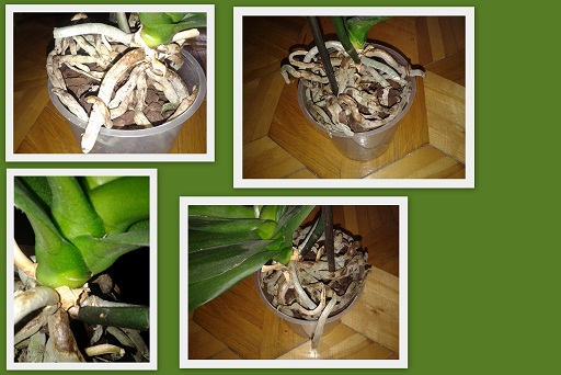 logopedia ćwiczenia prezentacje1.jpg