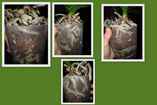 logopedia ćwiczenia prezentacje2.jpg