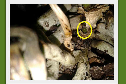 logopedia ćwiczenia prezentacje3.jpg