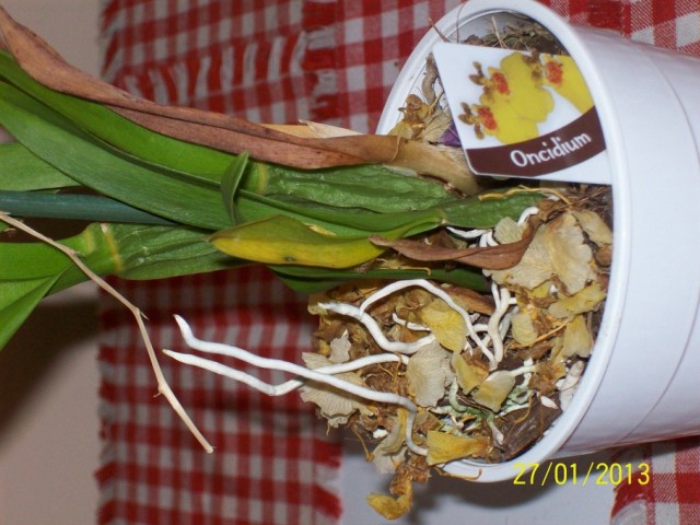 102_0445 (Kopiowanie).JPG