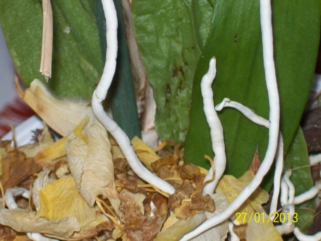 102_0446 (Kopiowanie).JPG